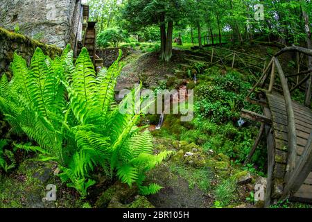 Ferns, stream, wooden bridge and old water mill in the beautiful forest park in Latvia. Shot with fisheye lens. Stock Photo