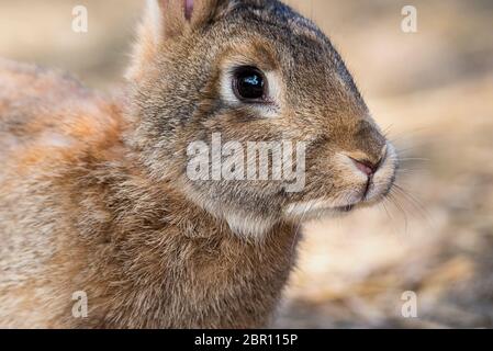 The rabbit is sitting on the ground in his yard. Close-up of a fluffy shy animal with large black eyes. Stock Photo