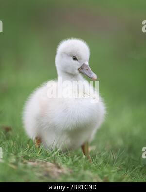 Newborn baby cygnet mute swan sitting on green grass Stock Photo