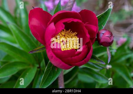 A beautiful peony (paeonia) flower of the variety ‘President Lincoln’ in a garden in Somerset, UK
