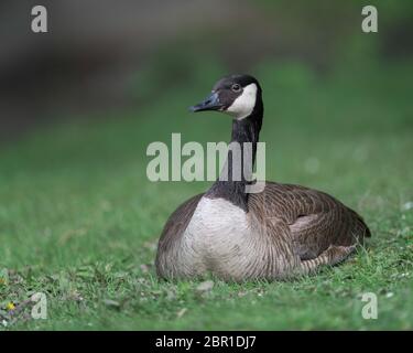 Adult Canada goose full body portrait sitting on green grass in a park Stock Photo