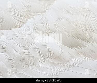 Mute swan feathers closeup details Stock Photo