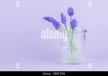 Blüten in der Vase, Frühling. Stock Photo