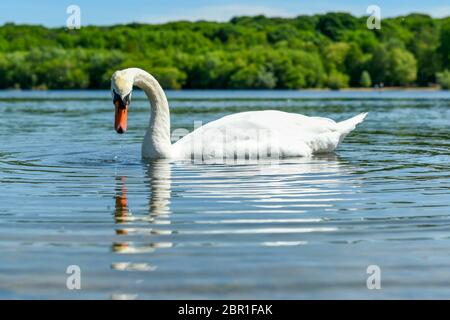 London, UK.  20 May 2020.  UK Weather - A mute swan (Cygnus olor) takes to the water in the sunshine and warm weather at Ruislip Lido in north west London.   The forecast is for temperatures to rise to 29C, the hottest day of the year so far.  Credit: Stephen Chung / Alamy Live News Stock Photo