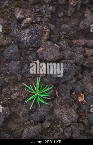 tiny plant growing on a vulcano Stock Photo