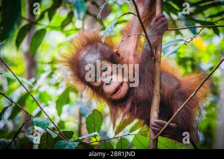 World's cutest baby orangutan hangs in a tree in the jungles of Borneo Stock Photo