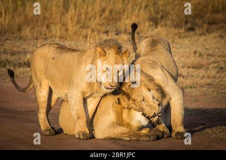 A pride of lions playfully cuddle on the savanna in Serengeti National Park in Tanzania Stock Photo