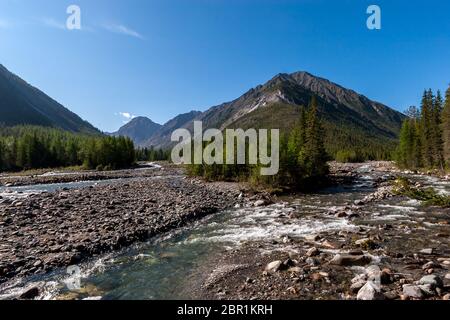 The connection of two mountain rivers. High mountains against the blue sky. Rocky riverbed and Christmas trees along the banks. Horizontal. Stock Photo