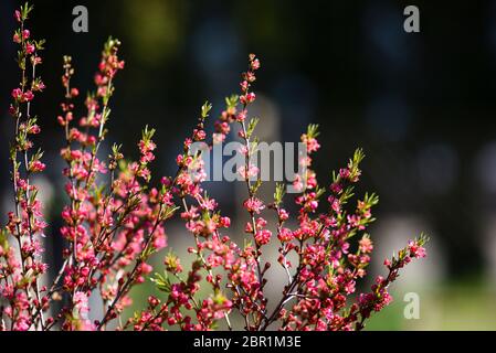 Dwarf almond blooming in the spring in the garden. Stock Photo