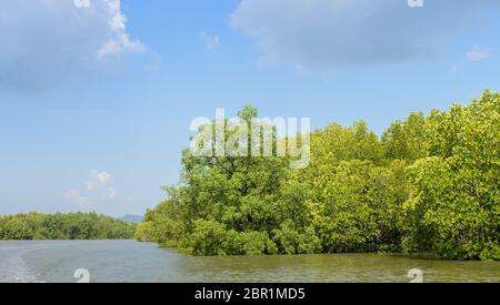 Landscape of tropical mangrove forest in Phang Nga Bay National Park, Thailand Stock Photo