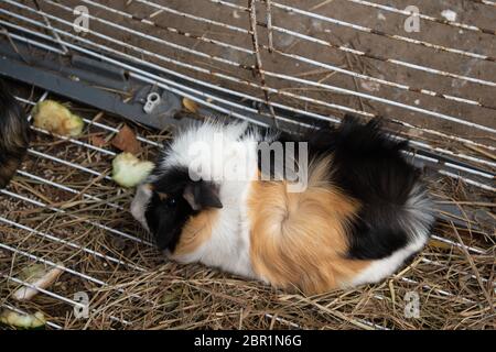 one guinea pig Stock Photo