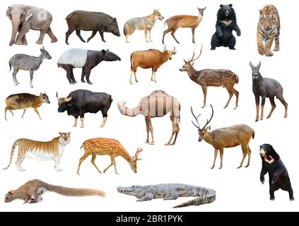 goral isolated on white background Stock Photo - Alamy