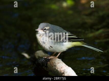 Close up of fluffy, wild UK juvenile grey wagtail (Motacilla cinerea) isolated on waterside perch by stream. Baby wagtail fledgling chick. Stock Photo