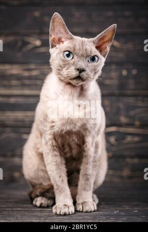Devon-rex breed cat sits on a dark wooden background. Friendly kitten looking at camera with curiosity expression. Stock Photo