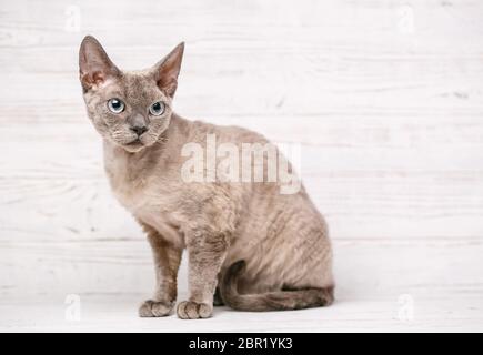 Devon-rex breed cat sits on a white background Stock Photo