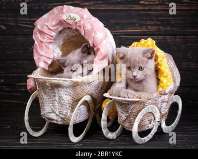 Scottish straight and scottish fold kittens. Professional photography of kittens. Fluffy gray kitten with decorations on a black background Stock Photo