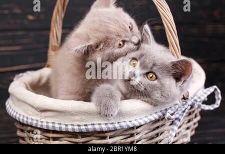 Scottish straight kittens. Two pedigree kittens in the basket. One kitty licks the second one. The cat is washed. Professional photography purebred ki Stock Photo