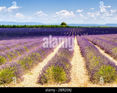 Provence, Lavender field at sunset, Valensole Plateau in July. Europe in summer season Stock Photo