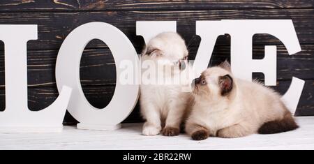 Scottish straight and scottish fold kittens. Background with kittens ready for your design. Cat lying in front of letters on a dark background. Two ki Stock Photo