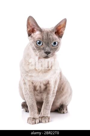 Devon-rex breed cat sits on a white background Stock Photo