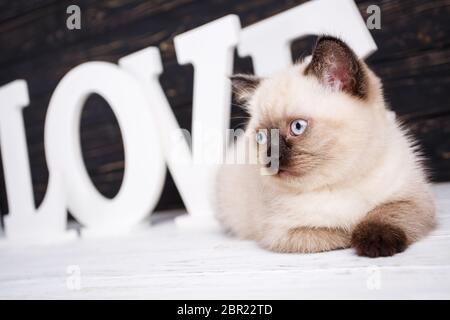 Scottish straight cat cream color. Background with kittens ready for your design. Lovely fluffy kitten on a background word LOVE. Cat lying in front o Stock Photo