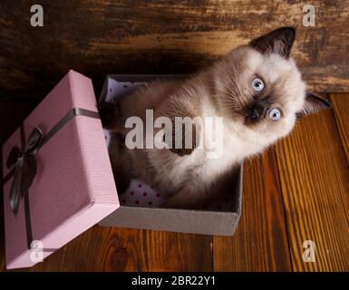 Scottish straight cat cream color. Background with kitten ready for your design. The kitten sits in a gift box Stock Photo