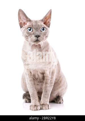Side view of a Devon rex sitting and staring isolated on white Stock Photo