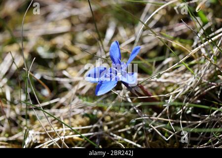 Spring Gentian (Gentiana verna) Flower, Widdybank Fell, Moor House National Nature Reserve, Upper Teesdale County Durham, England, UK, Stock Photo