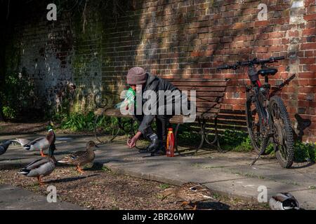 Man feeding ducks from his hand ifrom a park bench Stock Photo