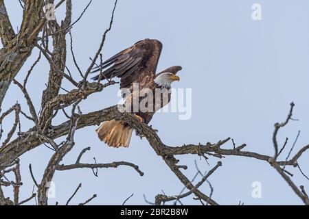 Bald Eagle Starting to Take off from a Tree in Winter along the Mississippi River Stock Photo