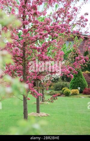 Blooming crab apple tree in the spring garden Stock Photo