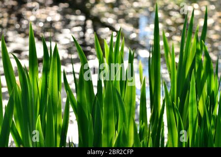 A nature background of green reeds against water reflections in a pond. Stock Photo