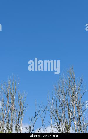 Dead branches and twigs of two dead trees set against clear blue sky in early summer. Metaphor dying plants or dead plants, trees dying off. Stock Photo