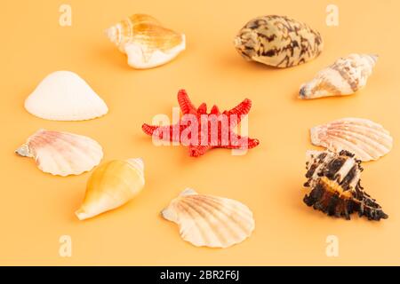 Starfish and shells isolated on yellow background. Stock Photo