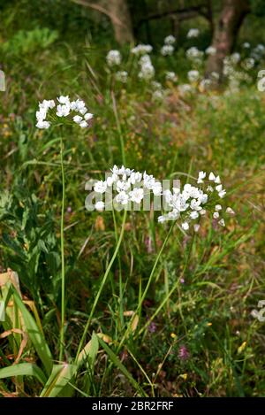 Allium neapolitanum white flowers close up Stock Photo