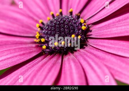 Dimorphotheca pluvialis purple flowers Stock Photo