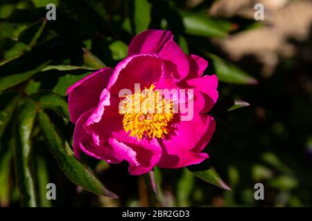 Pink Peony, paennia officinalis, state flower of Indiana. Stock Photo