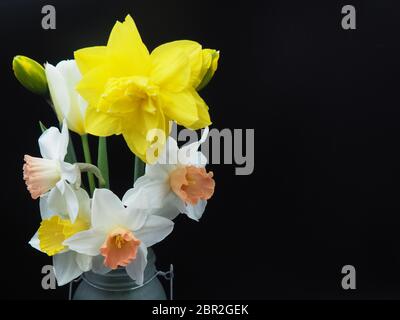 Mixed Daffodils in Vase Studio Shot with Mood Lighting and Black Background Stock Photo