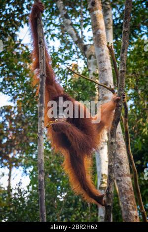 An orangutan eats bananas as he hangs in a tree in the the jungles of Borneo Stock Photo