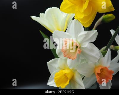 Mixed Daffodils in Vase Studio Shot with Mood Lighting and Black Background Stock Photo