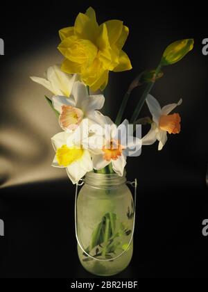 Mixed Daffodils in Vase Studio Shot with Mood Lighting and Black Background Stock Photo