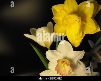 Mixed Daffodils in Vase Studio Shot with Mood Lighting and Black Background Stock Photo