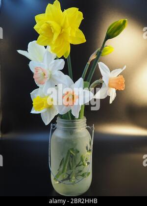 Mixed Daffodils in Vase Studio Shot with Mood Lighting and Black Background Stock Photo