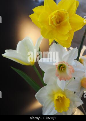 Mixed Daffodils in Vase Studio Shot with Mood Lighting and Black Background Stock Photo