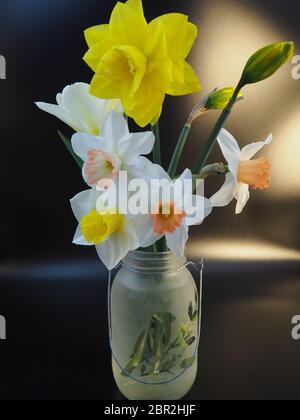 Mixed Daffodils in Vase Studio Shot with Mood Lighting and Black Background Stock Photo