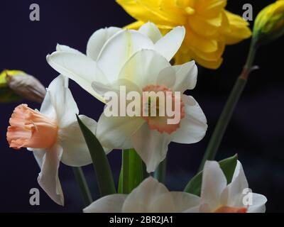 Mixed Daffodils in Vase Studio Shot with Mood Lighting and Black Background Stock Photo