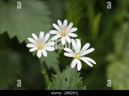 Close shot white flowers of Greater Stitchwort / Stellaria holostea in early summer. Hedgerow relative of Chickweed / Stellaria media. Medicinal plant Stock Photo