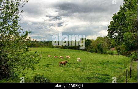 cows and a threatening cloudy sky. Menacing clouds above the landscape Stock Photo