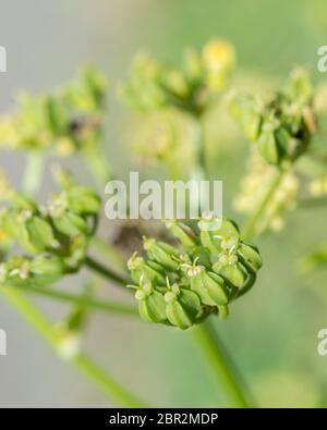 Macro shot green Alexanders / Smyrnium olusatrum seeds in hedgerow. Alexanders is foraged & once grown for food (seeds used in cooking). Umbellifers. Stock Photo