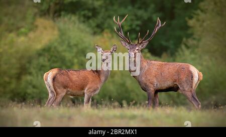 Red deer, cervus elpahus, couple in autum during mating season. Male and female of wild animals in natural environment. Love between animals. Stock Photo